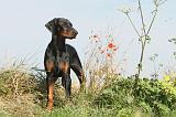 DOBERMANN 055